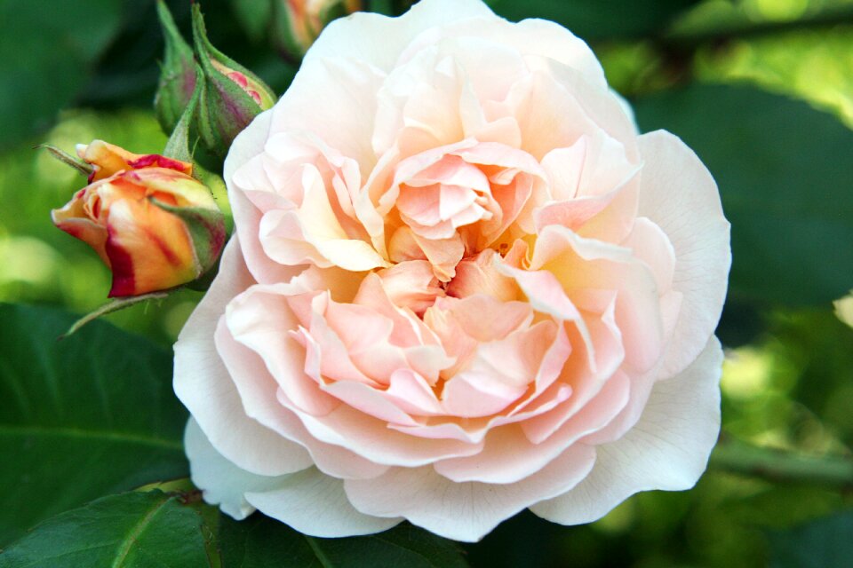 Flower pink blossom