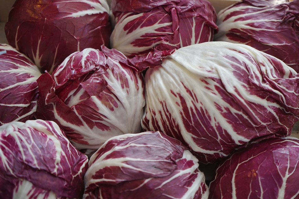 White chicory market