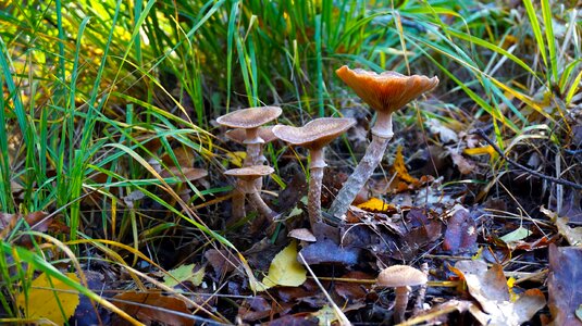 Mushrooms autumn forest photo