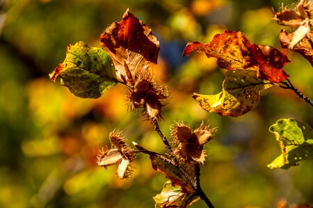 Nuts leaves hazel