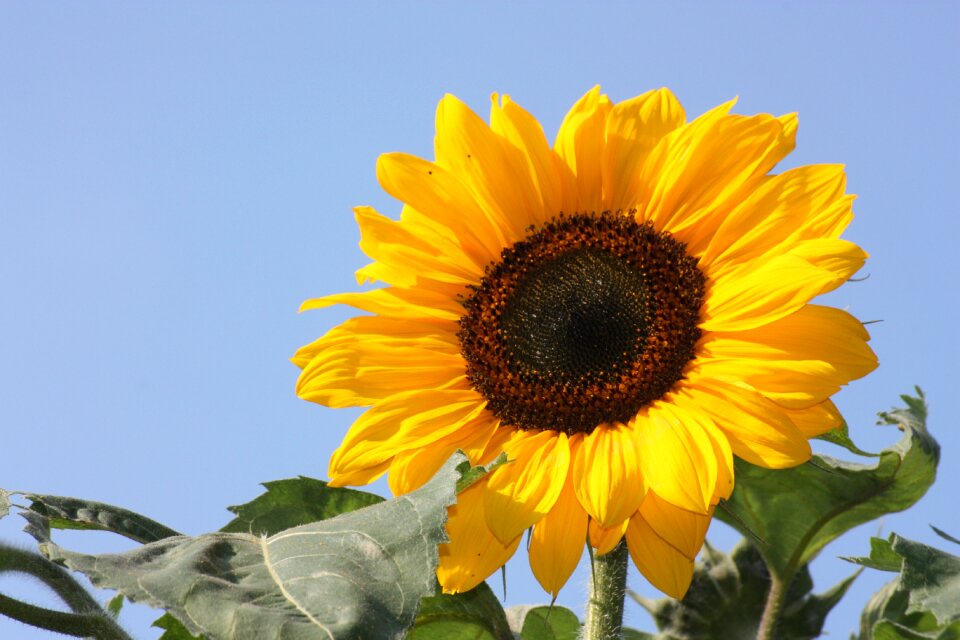 Yellow plant summer