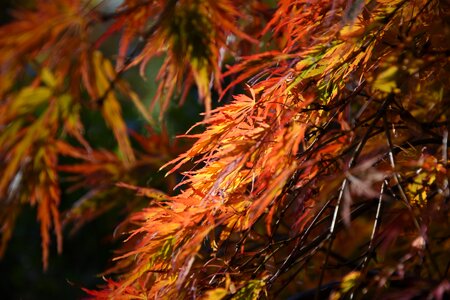 Autumn leaf red leaf maple leaves