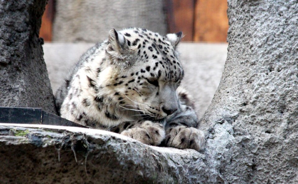Predatory cat wild cat white cat