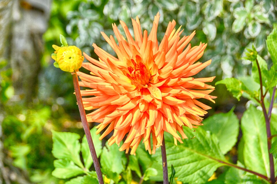 Fall toussaint flowering
