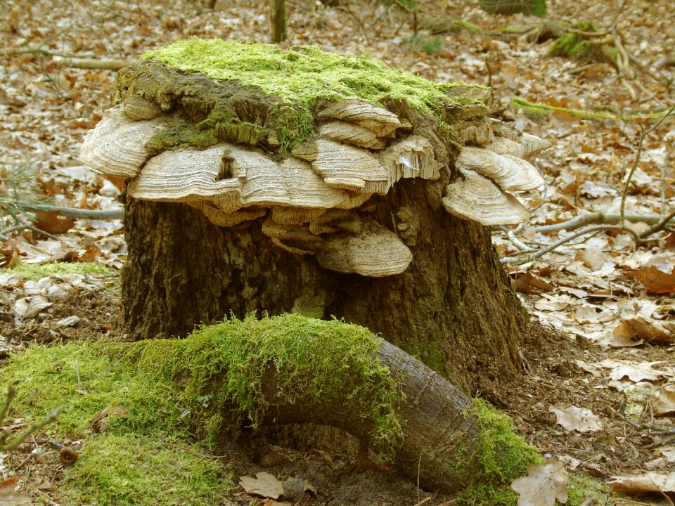 Nature green morsch