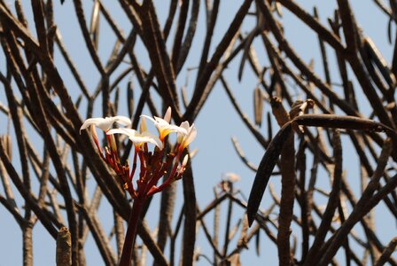 Bloom africa zambia