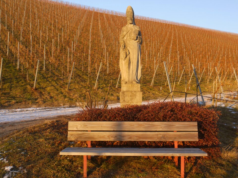 Vineyard winter bank