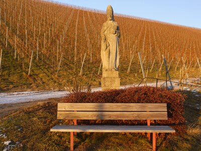 Vineyard winter bank photo