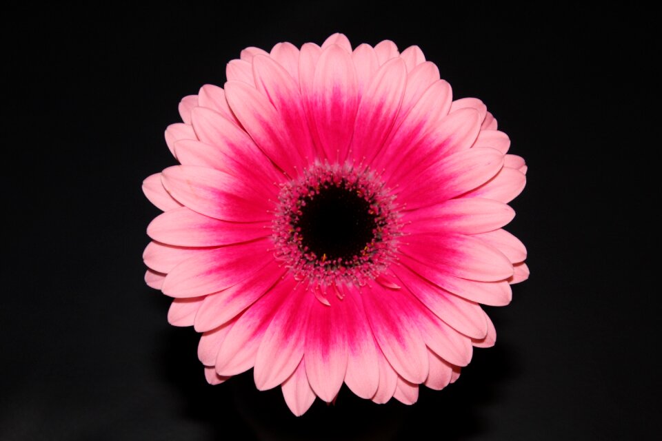 Flower gerbera blossom