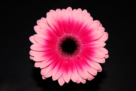 Flower gerbera blossom