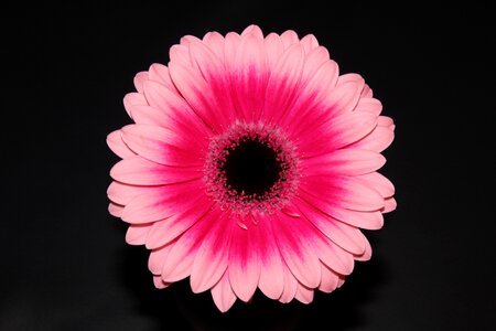 Flower gerbera blossom photo