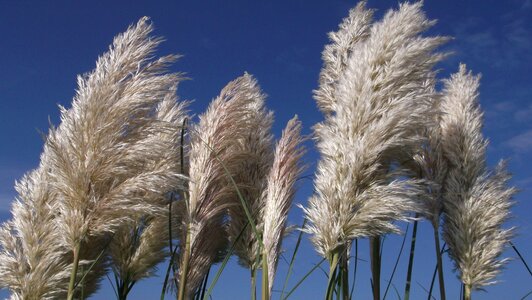 Sky summer flowers