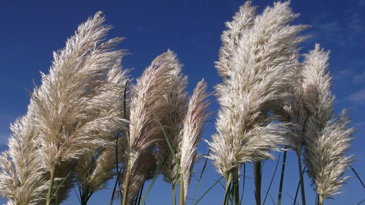 Sky summer flowers photo