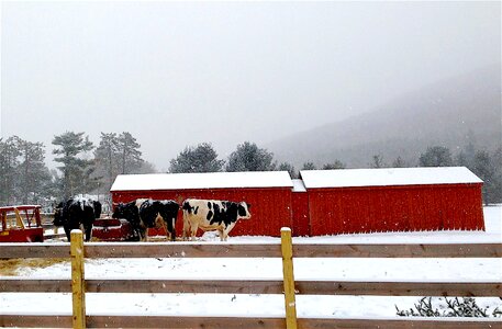 Red fence winter