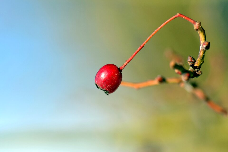 Nature mountain ash fruits