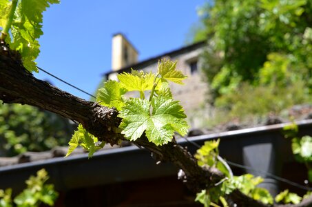 Ranke winegrowing plant photo