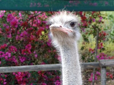 Ostrich africa bird