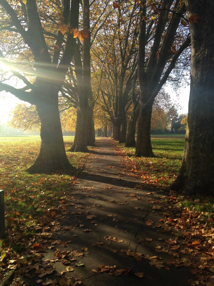 Rays of light trees fall