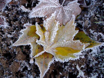 Snow frost frozen photo