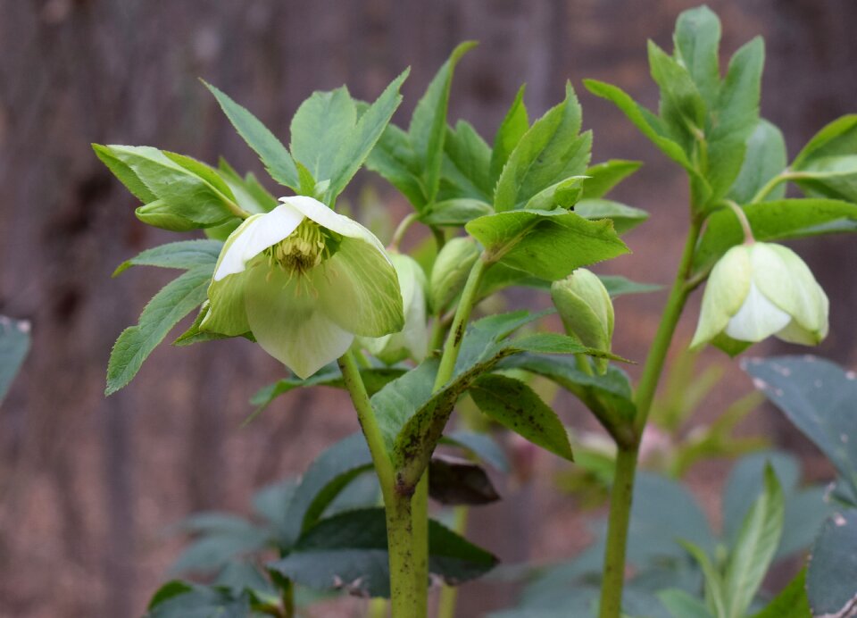 Bud flower blossom