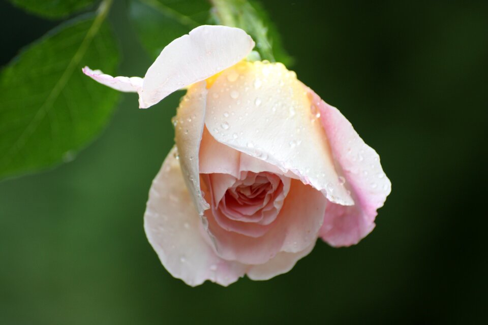 Rose bloom nature flower