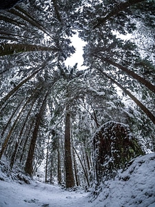 Tall pine snowy low angle