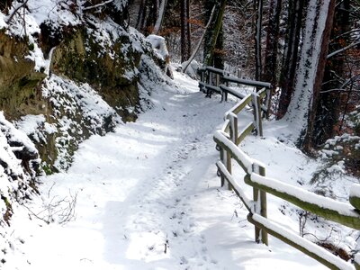 Nature trees wood photo