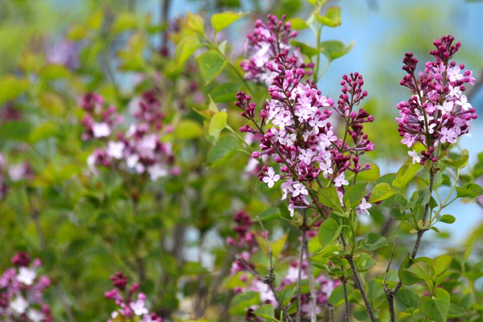 Bloom spring may