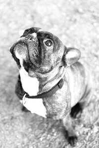 Pet purebred dog lap dog