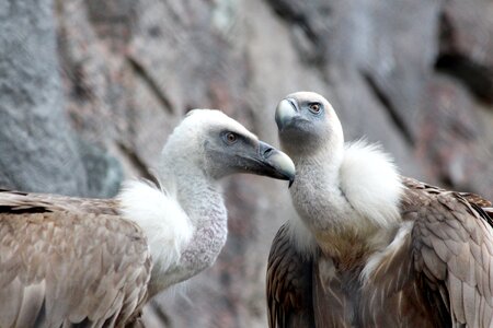 Bird of prey vulture feathered race