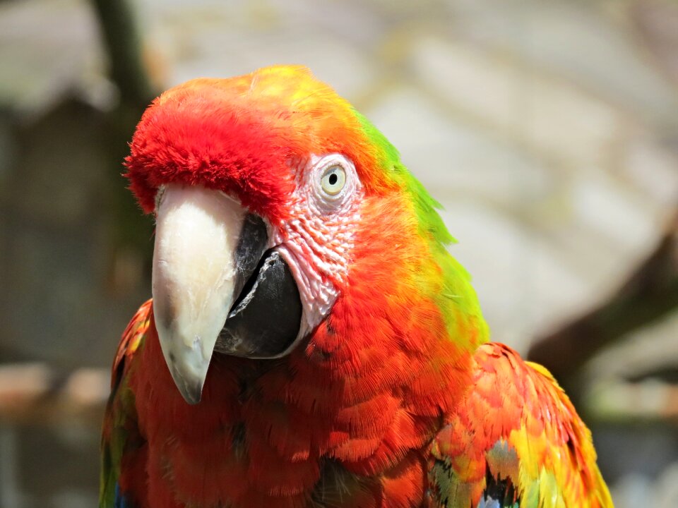Colorful light red tropical