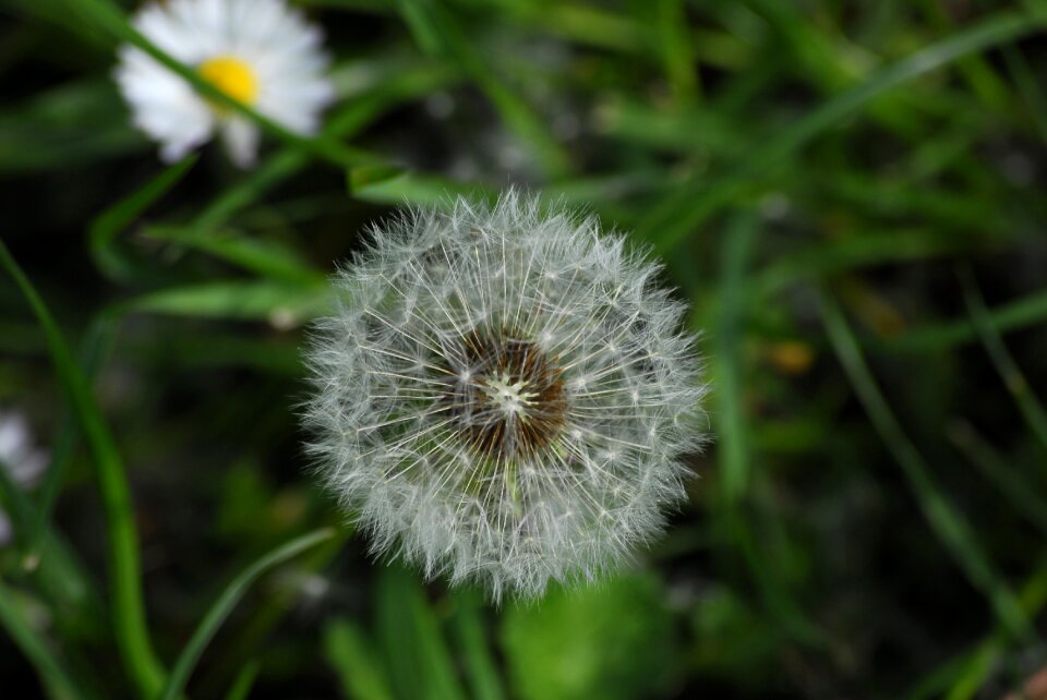 Flowers plant seeds