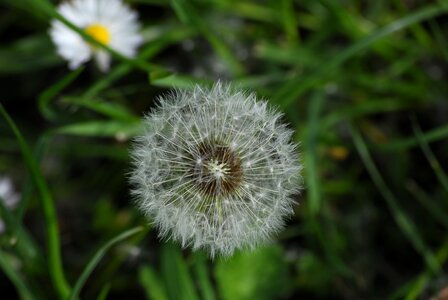 Flowers plant seeds