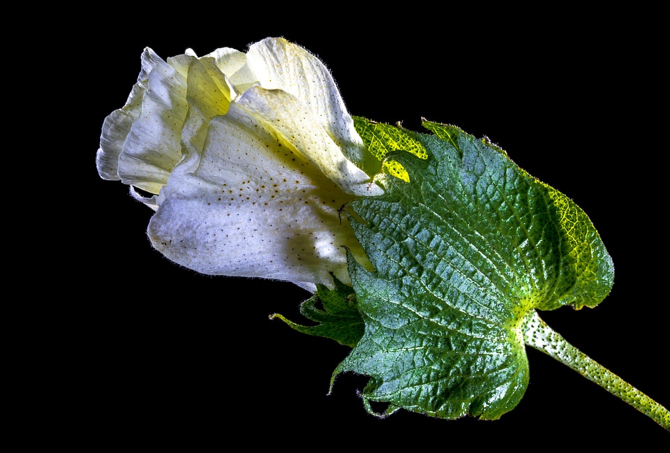 Bloom flower white