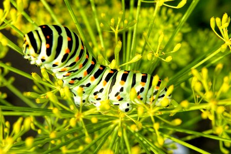 Insect stage of development butterfly photo