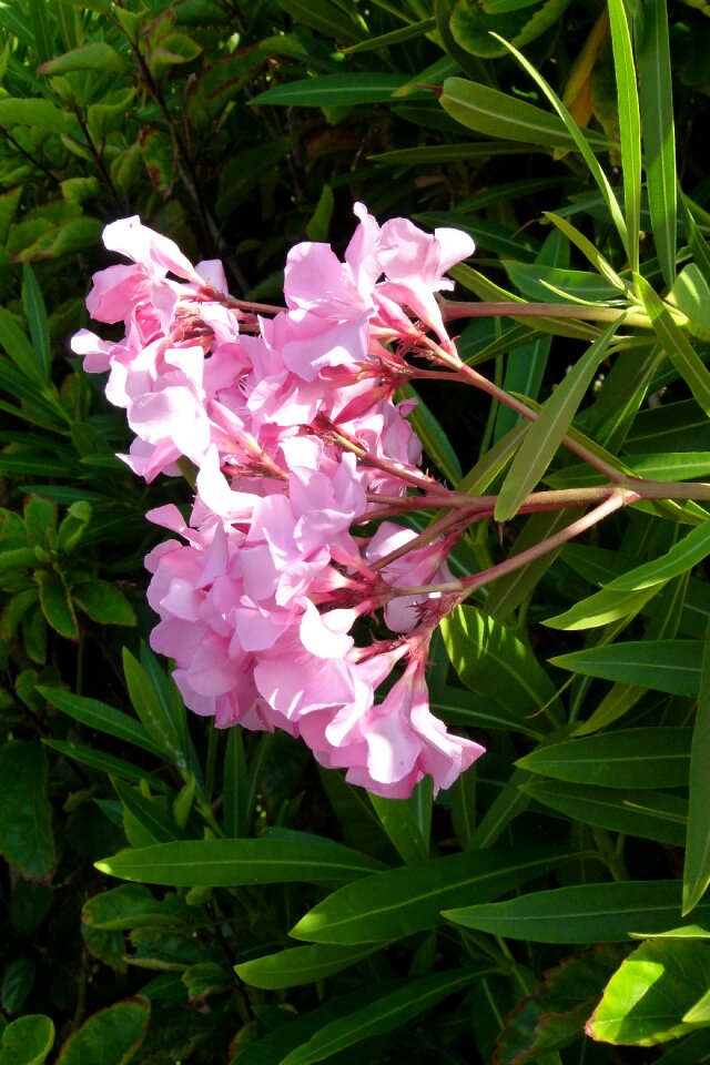 Nature flowers flowers madeira