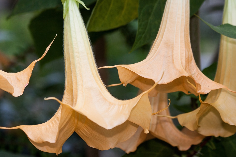 Nightshade south america toxic