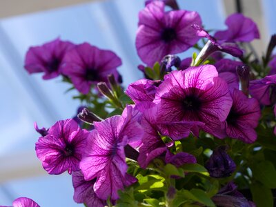 Flower violet summer