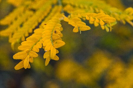 Yellow leaf nature photo