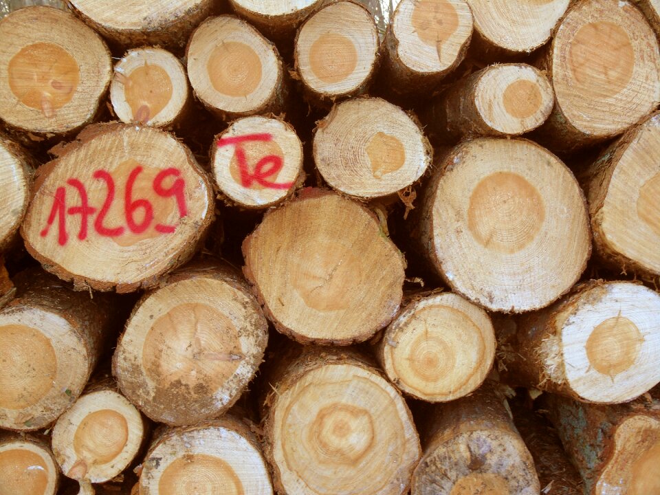 Log timber industry cut down