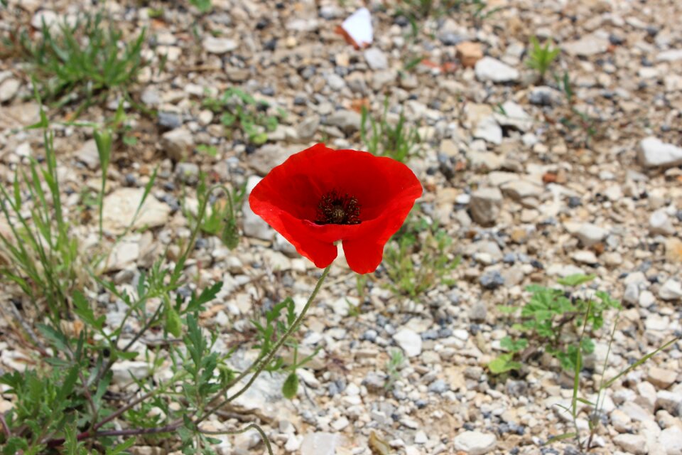 Red bloom