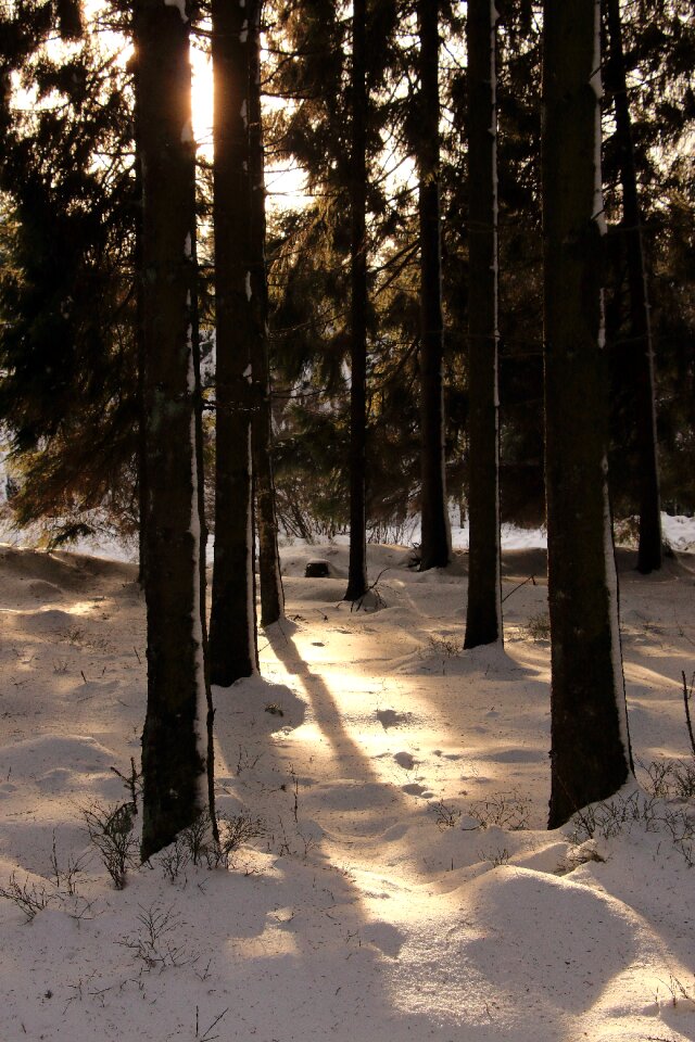 Winter forest snow landscape landscape photo