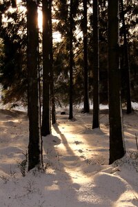 Winter forest snow landscape landscape photo