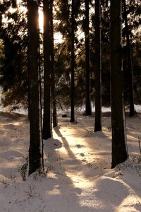 Winter forest snow landscape landscape