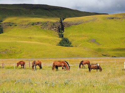 Horse green landscape