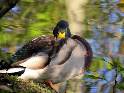 Water bird mallard nature photo