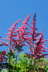 Pink length plant