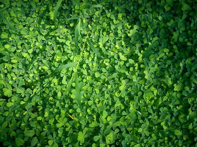 Dew wet plant