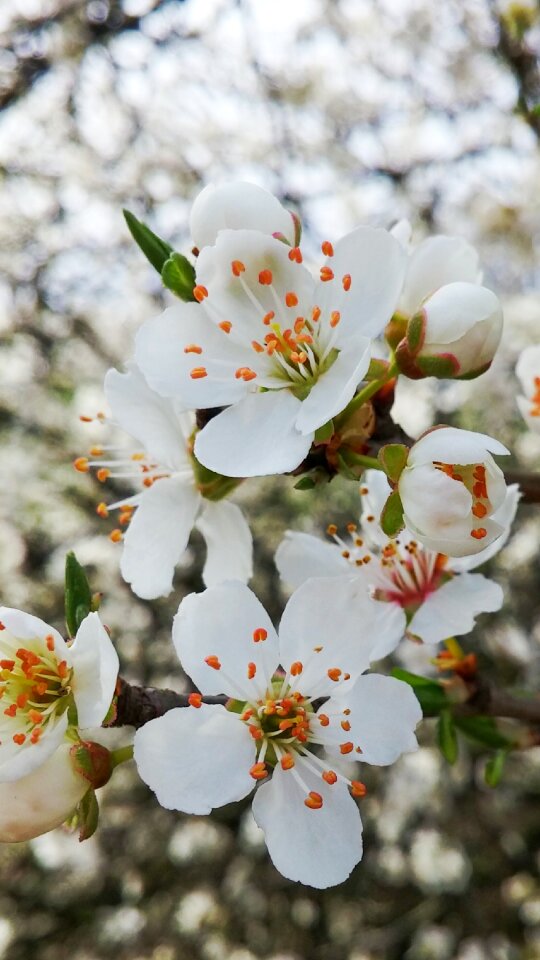 Bloom spring white