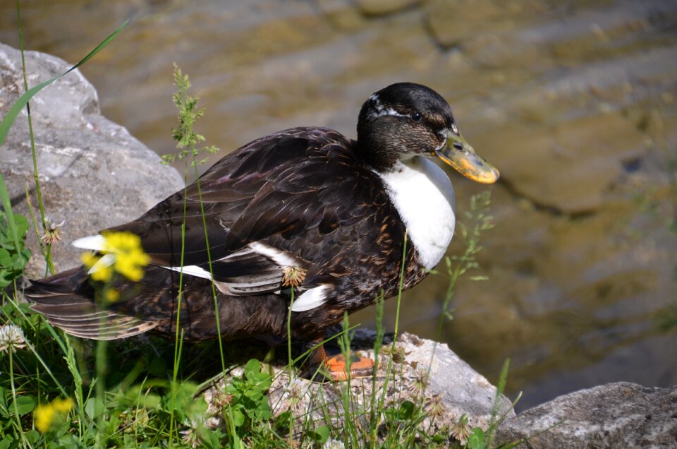 Duck water bird nature